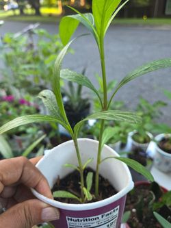 Small Green Plant Cutting in Cup