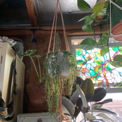 Macrame Plant Hanger