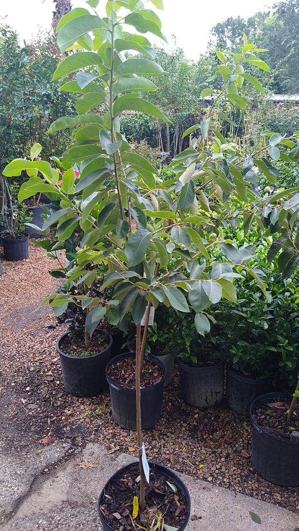 Persimmon native fruit tree for Sale in Houston, TX OfferUp