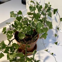 Variegated Wax Ivy Plant