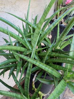 Sansevieria fernwood snake Plant