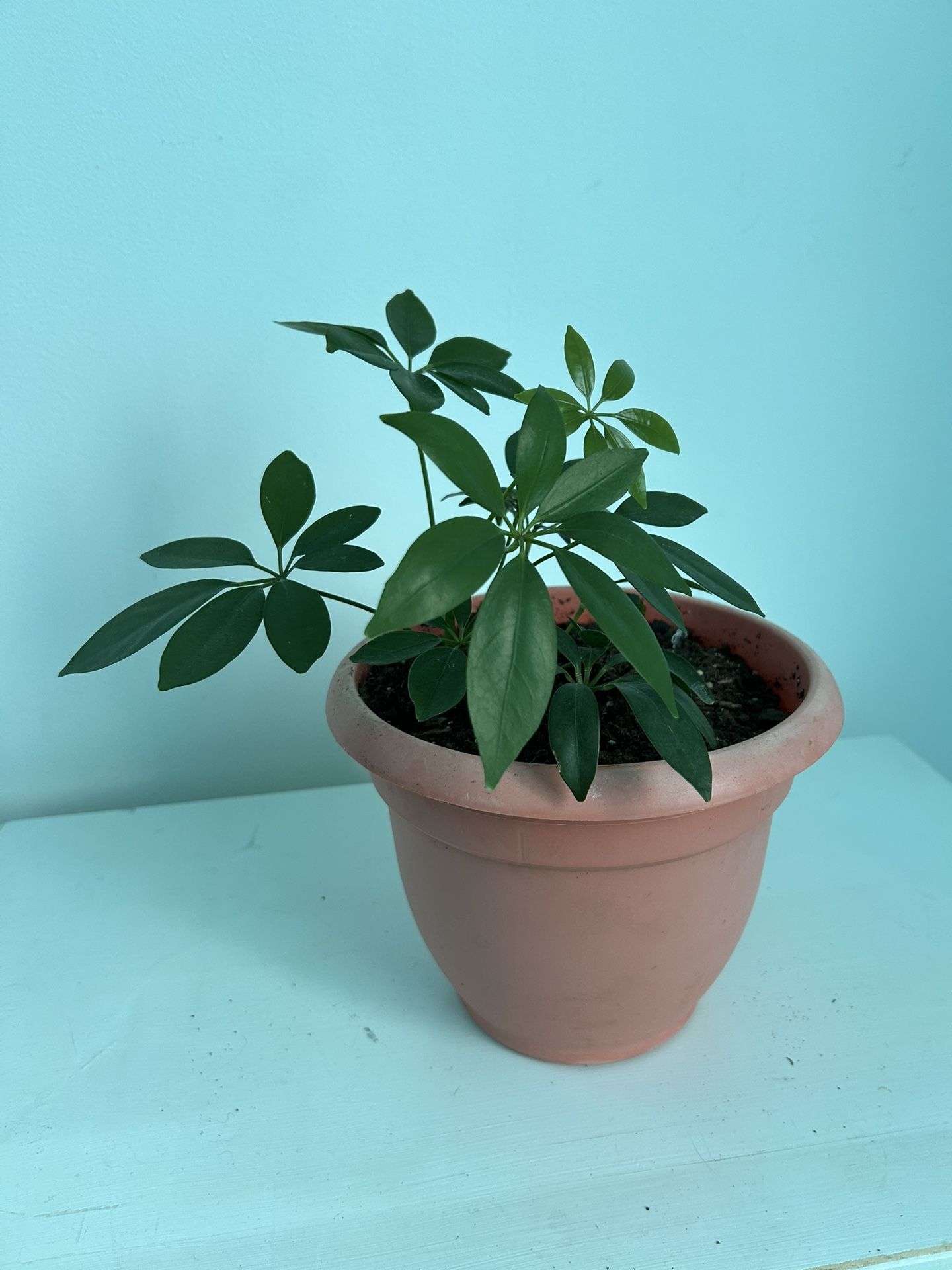 Umbrella Plant