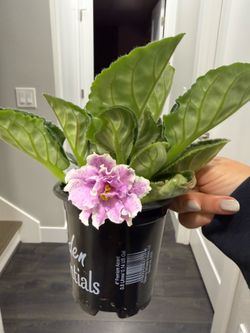 Double bloom pink African violet large plant in pot indoor