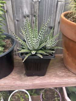 Succulent