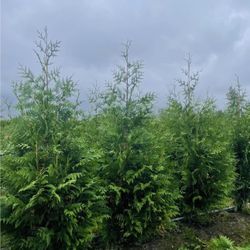 Green Giant Privacy Trees - Free Delivery 
