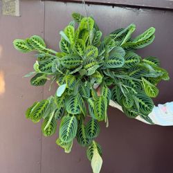 8” huge maranta lemon lime 