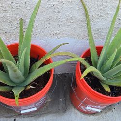 Aloe Vera  Succulent