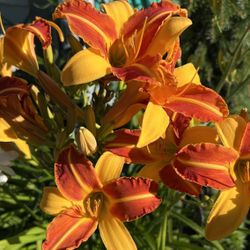 Perennial Flowers Plants