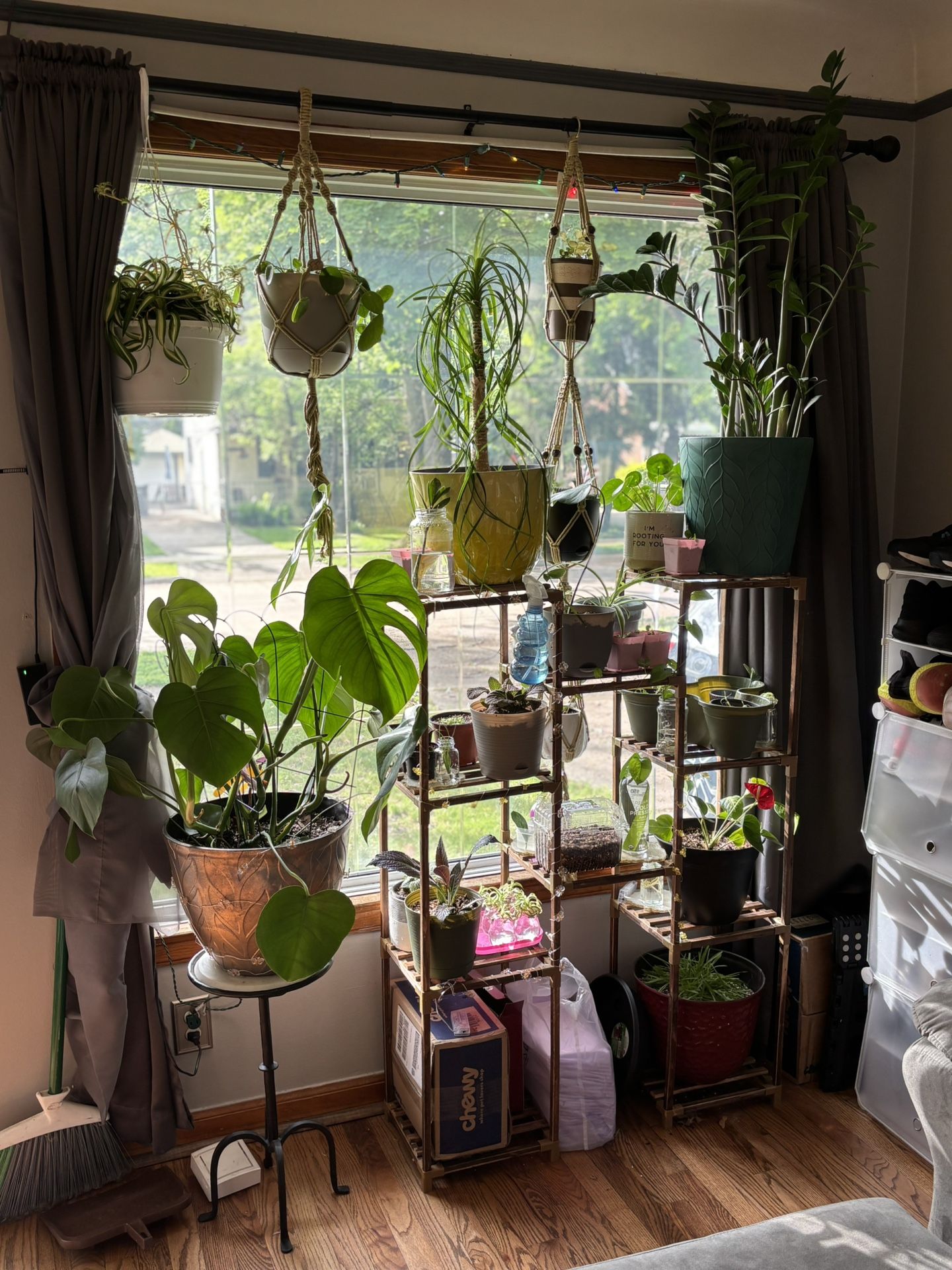 Plants For Sale - Scroll Through Pictures
