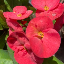 Corona De Cristo Flor Jumbo 
