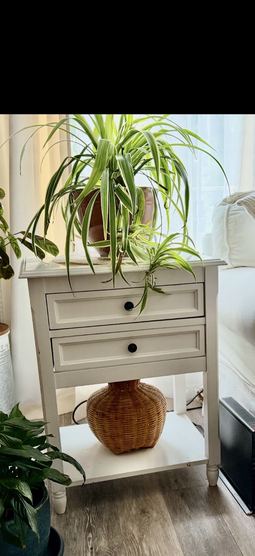 Large Spider/Airplane Plant