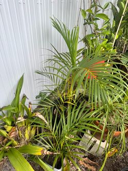 Areca Palm