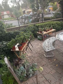 Over 50 plants moving put sale! ‼️🌱🪻🌵🪴