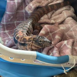 Basket For Sale 