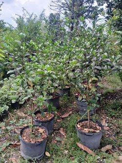 Gardenia trees 7gl $45🌸Fragrant blooms