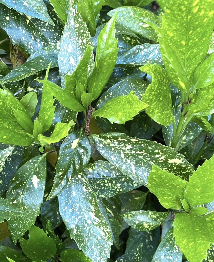 Young Aucuba Shrub Plants, Gold Dust And Solid Green Plants Are Available