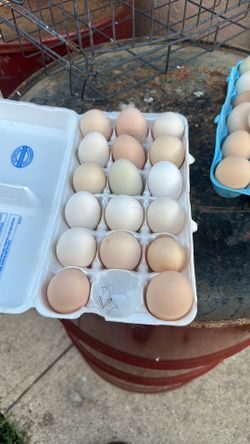 Fresh chicken eggs from happy chicken 🐓 organic