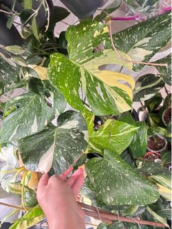 Big Monstera Thai Constellation