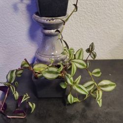 Tradescantia Zebrina And Tradescantia Fluminensis 