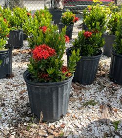 3 gallon plants