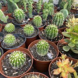 Cactus and Succulent’s 🌵🪴