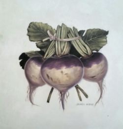 Art Print - "Turnip Trio" - James Wiens