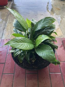 Peace Lily 