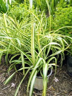 Spider Plants