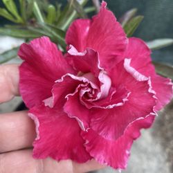Desert Rose Double Flower Bonsai Plant, In 1 Gallón Pot Pick Up Only