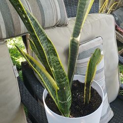 Snake Plant. Organic 