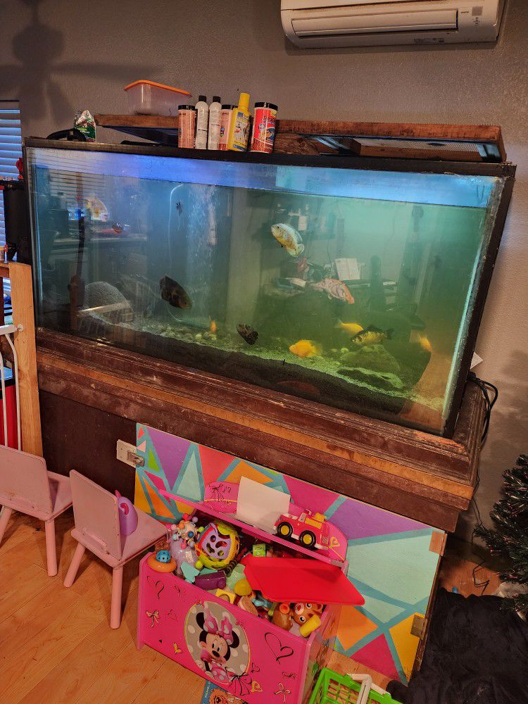 Fish, Tank, Stand,filter