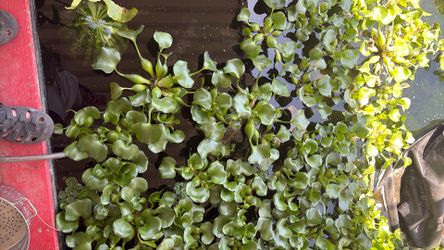 Pond plants