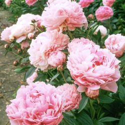 Pink Peony