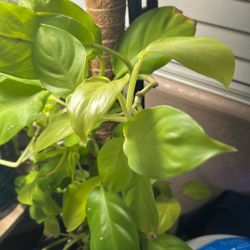 Lemon lime Philodendron On Moss Pole 