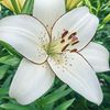 Lily 