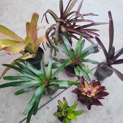 Hawaiian Tropical Plants Bromeliad