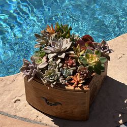 Mix succulents in wood drawer