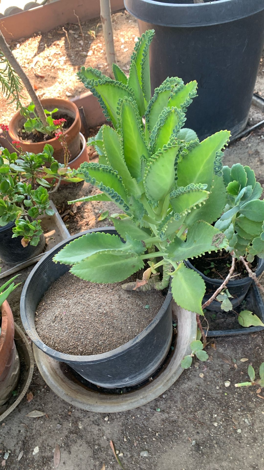 Beautiful Plant