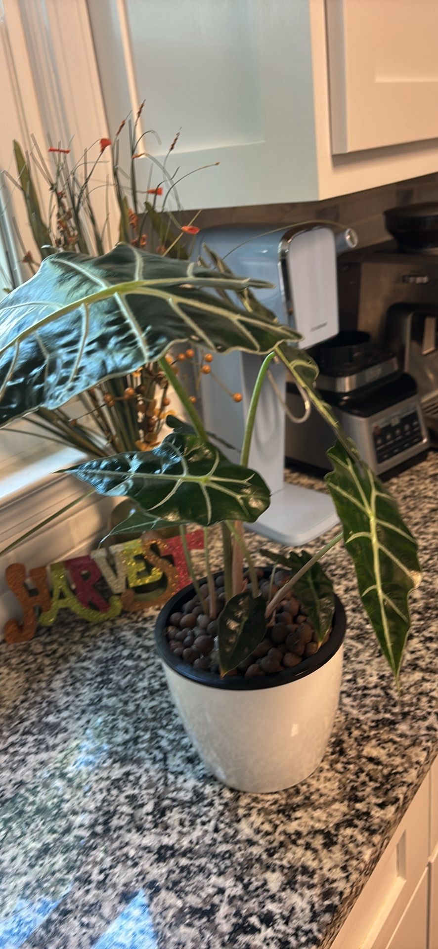 Alocasia Kris Sword