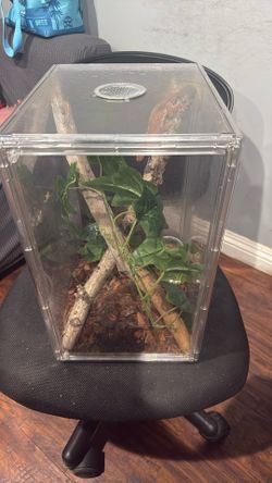 Crested Gecko Reptile Enclosure