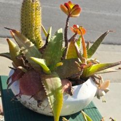 Plant In Pot