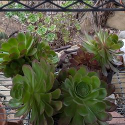 Succulents, One Gallons 