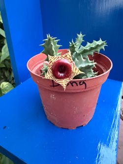 Huernia Zebrina - lifesaver plant