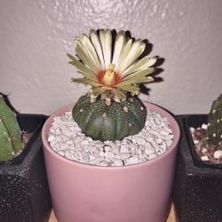 Astrophytum Asteria