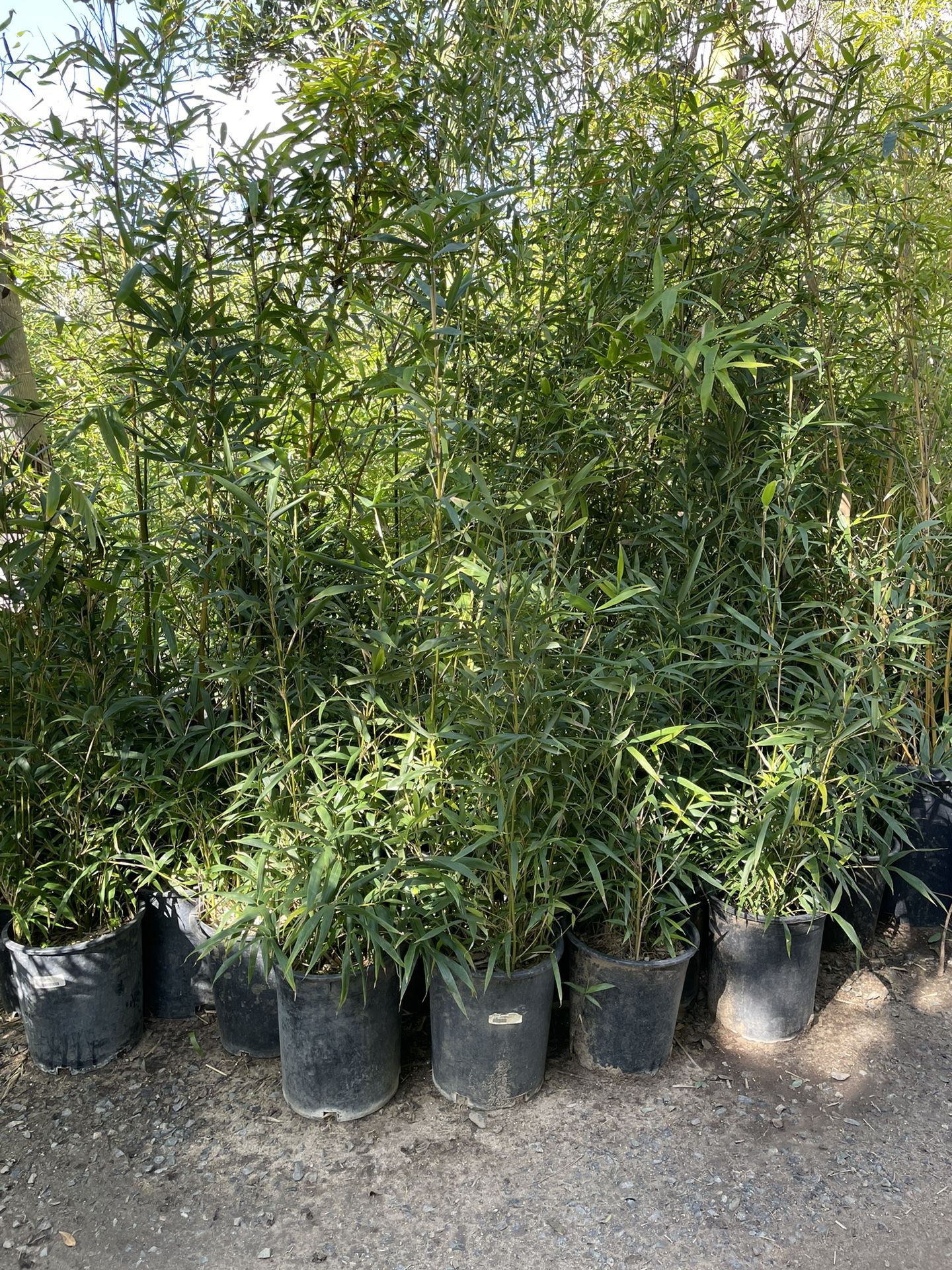 5 Gallon Size Bamboo- Approximately 4-6 Feet Tall - Both Running And Clumping Varieties Available 