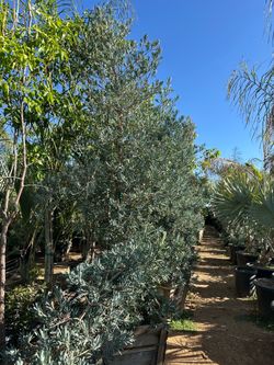 Podocarpus elongatus ‘Monmal’ (Blue Ice Yellowwood) iced Blue Podocarpus tree 24”box