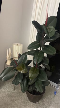 Ficus Plant for Sale 🌿 It’s a real plant