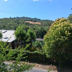 Plants  Guanabana For Sale