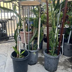 Dragon Fruit 