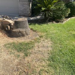 Stump Grinding